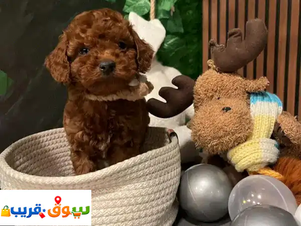 Super Small Red Toy Poodle Puppies Available u002 F dog كلاب