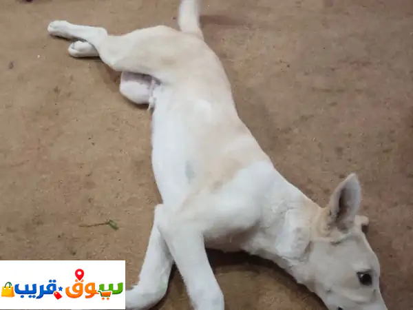 أبيع كلب ذكي جدا مميز من جميع صفات الأم أستراليه مدرب عمره 4 أشهر باقي تدربه على ذوقك كيف ما تبغاه ...