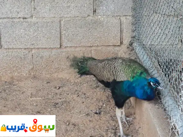 للبيع طيور الطاووس فرصة مميزة لعشاق الجمال...