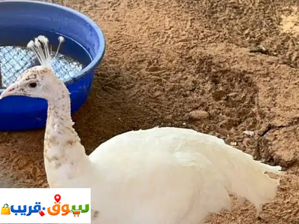 للبيع طيور الطاووس فرصة مميزة لعشاق الجمال والطبيعة متوفر لدينا طيور الطاووس في الوان رائعة وصحة ...