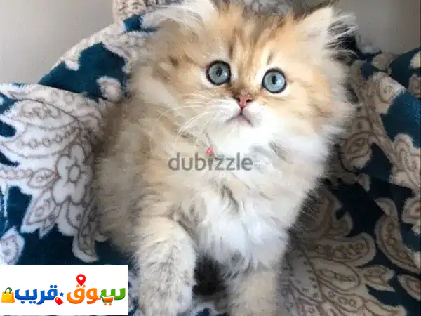Golden Chinchilla Kitten imported
