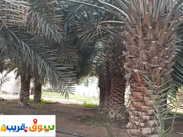 متوفر لدينا كمية نخل اخلاص ولولو للبيع، لمن يرغب في الشراء أو الاستفسار الرجاء تواصل معنا