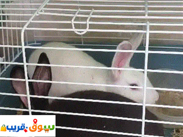 Rabbit for sale