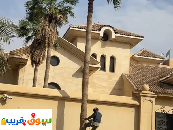 نخيل الرياض: بيع أجود النخيل العربي والشنطني |...