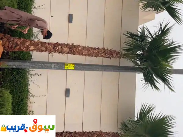 نخيل الرياض: بيع أجود النخيل العربي والشنطني | خدمات تنظيف وتكريب وقص احترافية