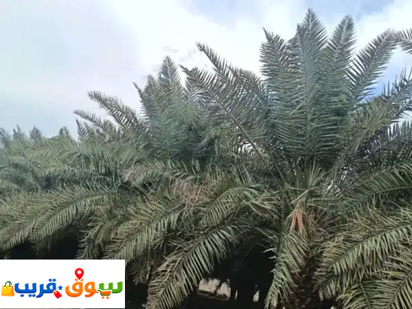 متوفر لدينا كمية نخل اخلاص ولولو للبيع، لمن يرغب...