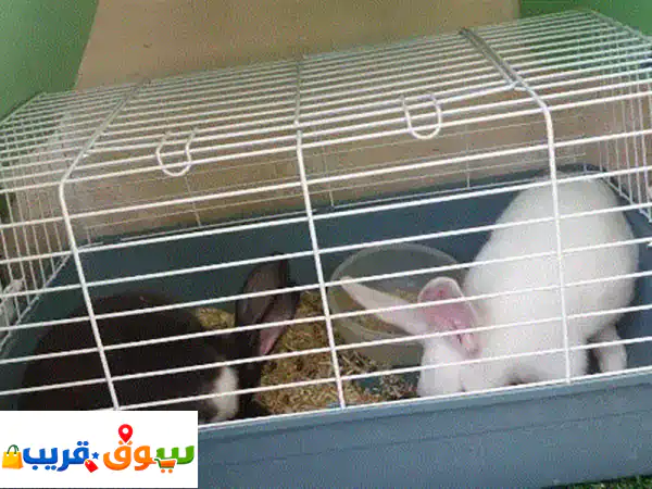 Rabbit for sale