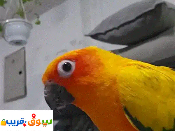 Sunconear birds pair for sale