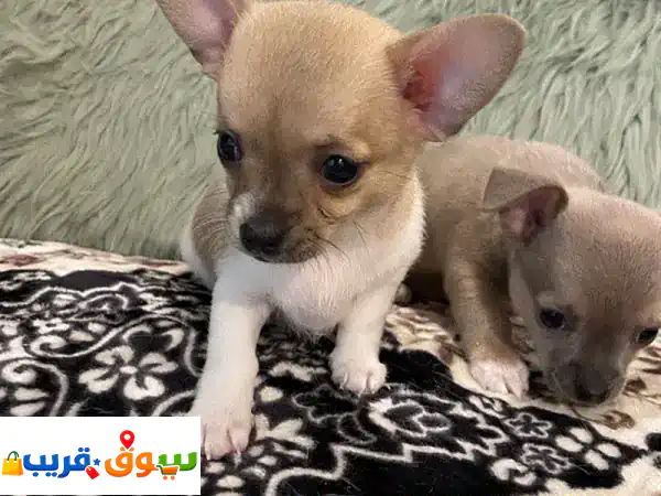 تشيواوا بيبي للبيع: جرو ذكر بعمر شهرين | ألطف...