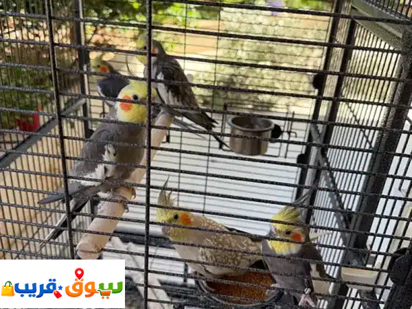 كروان (Karawan) مميز جداً | مع قفص كبير وفاخر | جاهز ليصبح رفيقك المثالي