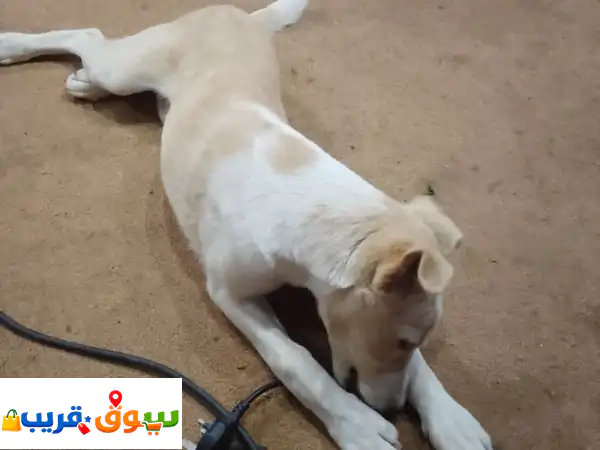 أبيع كلب ذكي جدا مميز من جميع صفات الأم أستراليه...