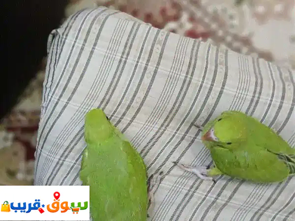 فروخ دره اقراء الوصف