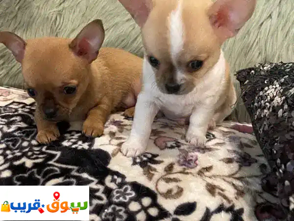 تشيواوا بيبي للبيع: جرو ذكر بعمر شهرين | ألطف رفيق ينتظر منزلك!