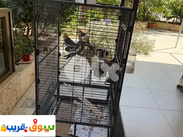 كروان (Karawan) مميز جداً | مع قفص كبير وفاخر | جاهز...