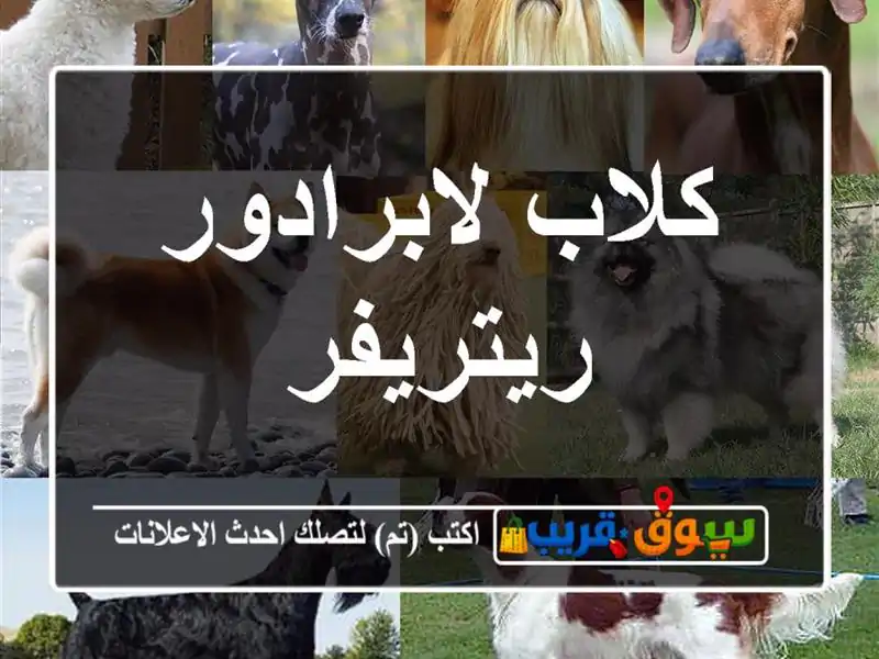 كلاب لابرادور ريتريفر