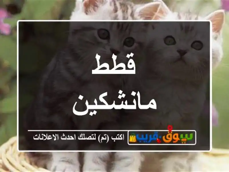 قطط مانشكين