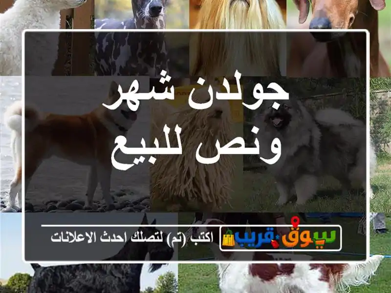 جولدن شهر ونص للبيع