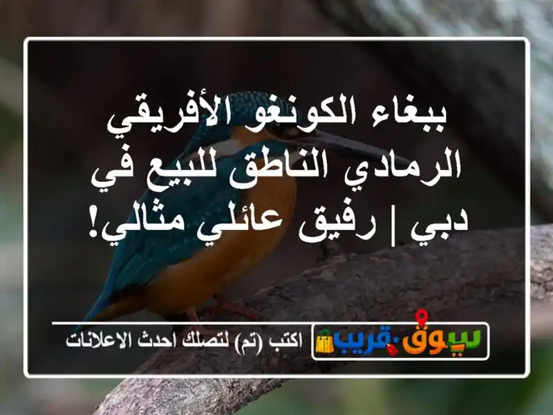ببغاء الكونغو الأفريقي الرمادي الناطق للبيع في دبي...