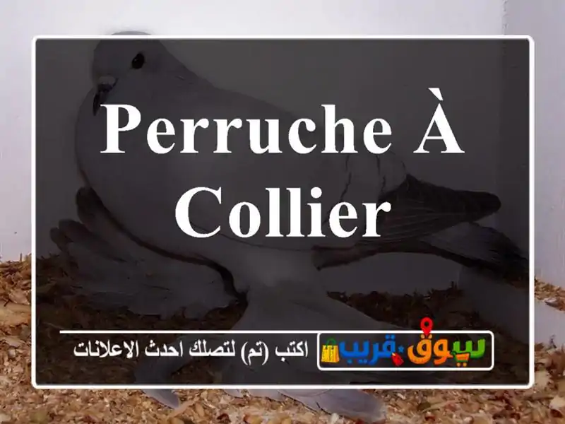 Perruche à collier