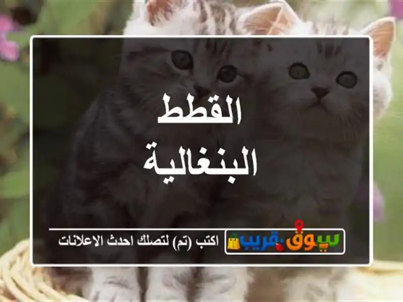 القطط البنغالية