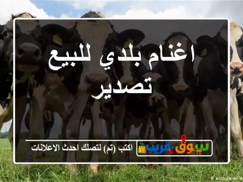 اغنام بلدي للبيع تصدير