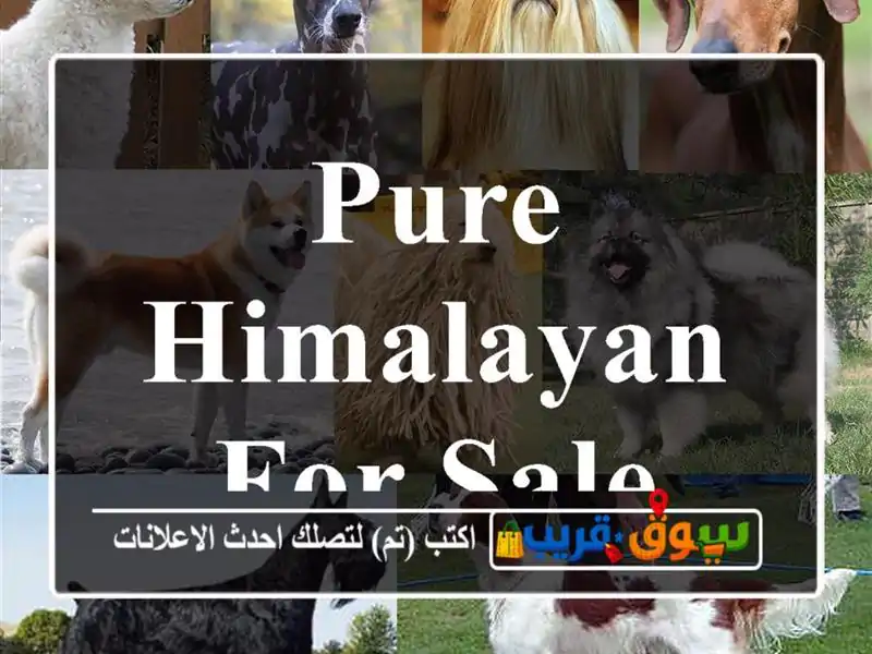 Pure Himalayan for sale