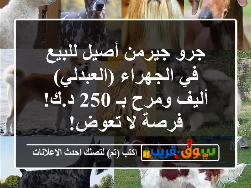 جرو جيرمن أصيل للبيع في الجهراء (العبدلي) - أليف ومرح...