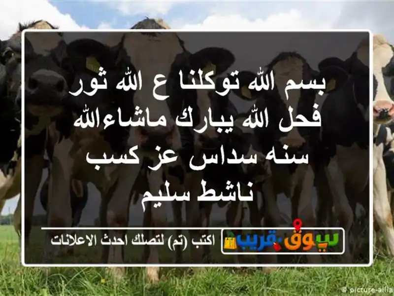 بسم الله توكلنا ع الله ثور فحل الله يبارك...
