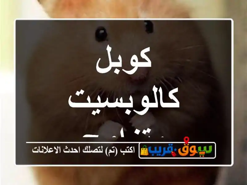 كوبل كالوبسيت متزاوج