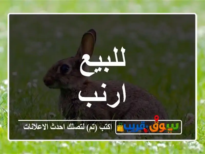 للبيع ارنب