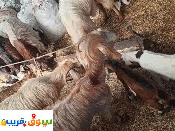 تنورين