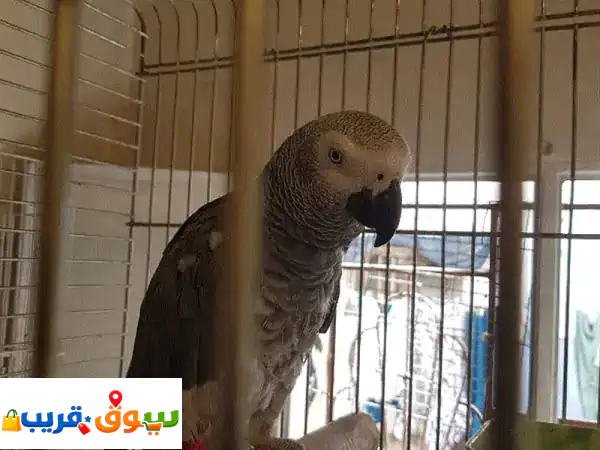 بغبغاء عائل متكلم بطلع عاليد صحته جيده جدا
