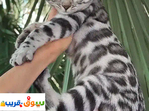 Pure Bengal kittens available in store & delivery