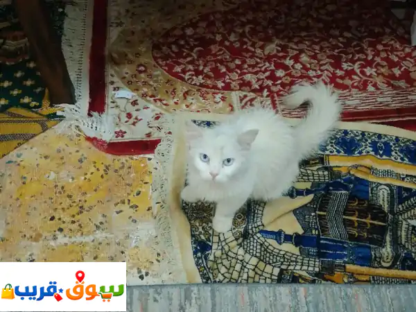 معي قط أبيض حالي كتكوت يحب الدلع له معي فترة وأنا رايح اليمن الى يبغاه يكلمني مجان بدون فلوس الموقع ...