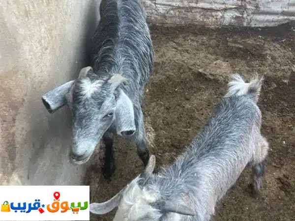 عنزات للبيع