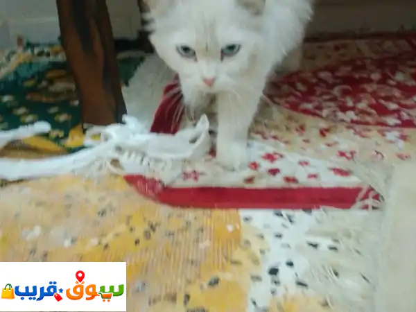 معي قط أبيض حالي كتكوت يحب الدلع له معي فترة وأنا...