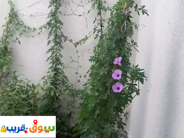تنسيق حدائق بأنواعها شبكات ري وزراعت النخيل بأنواعه وصيانات شهري وعشب صناعي وتركيب شبوك المزارع ...
