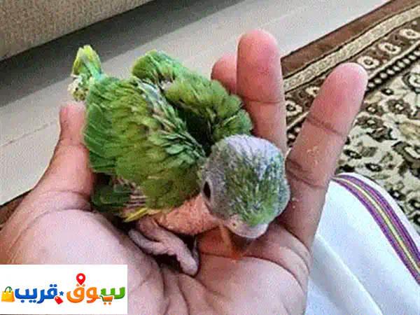 بغبغاء للبيع