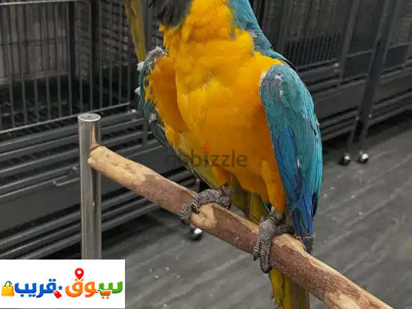ببغاء مكاو أصيل ورمادي إفريقي (كاسكو) نقي | رفقاء...