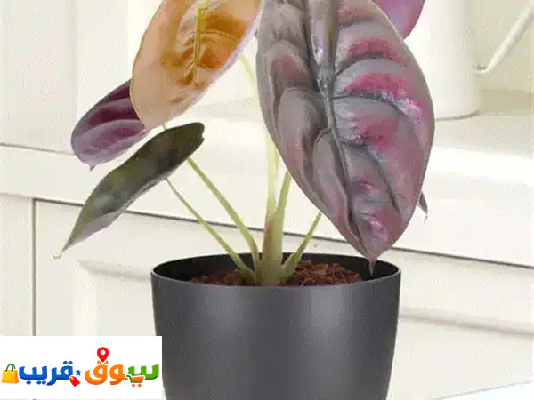 Alocasia red secret
