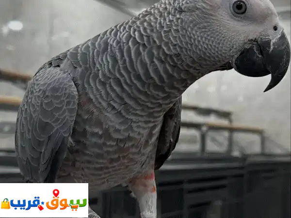 ببغاء مكاو أصيل ورمادي إفريقي (كاسكو) نقي | رفقاء العمر بانتظارك! 🦜