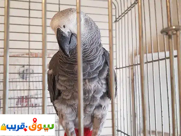 بغبغاء عائل متكلم بطلع عاليد صحته جيده جدا
