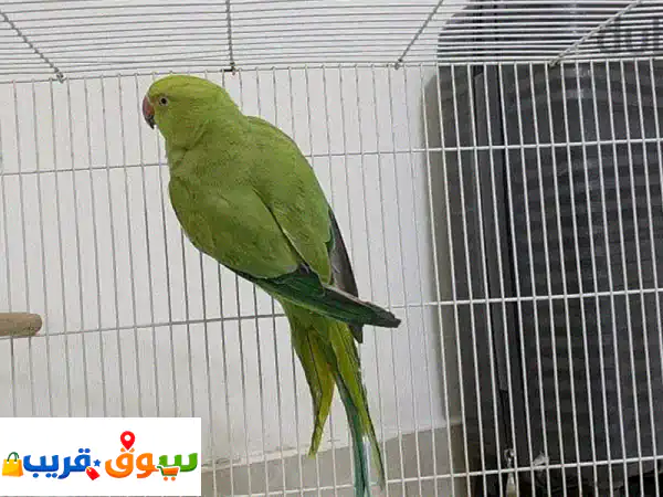 بغبغاء للبيع