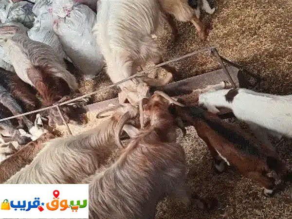 تنورين