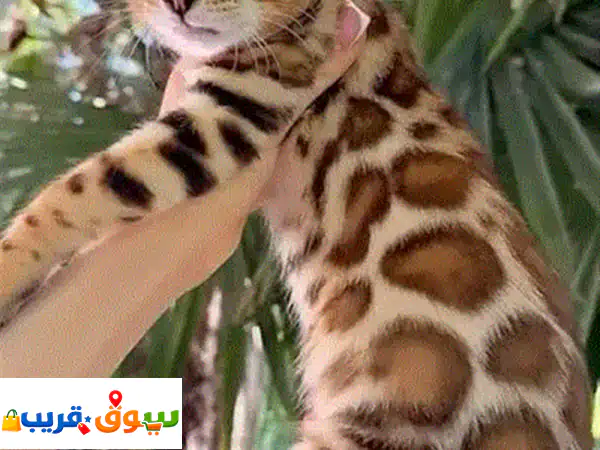 Pure Bengal kittens available in store & delivery