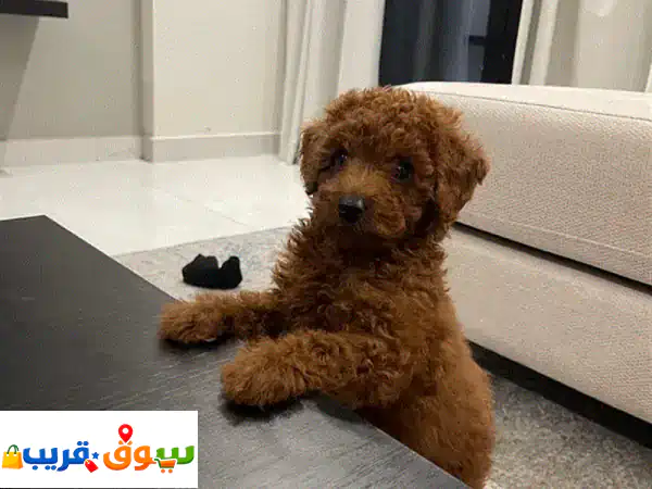 male poodle