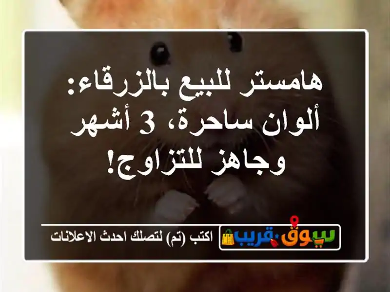 هامستر للبيع بالزرقاء: ألوان ساحرة، 3 أشهر...