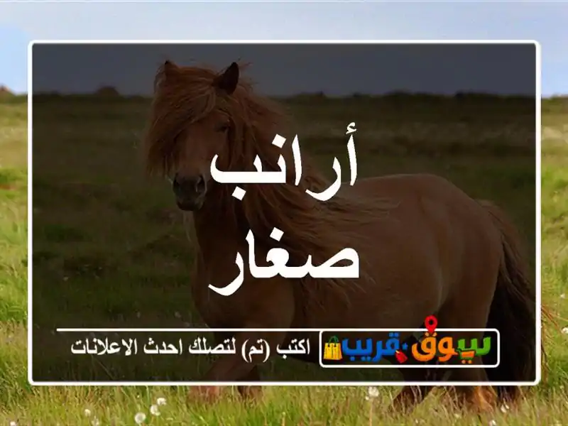 أرانب صغار