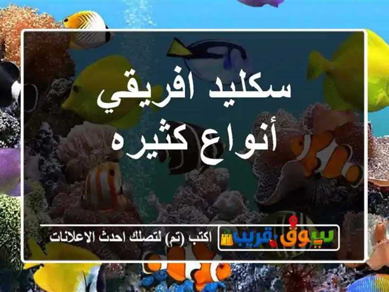 سكليد افريقي أنواع كثيره