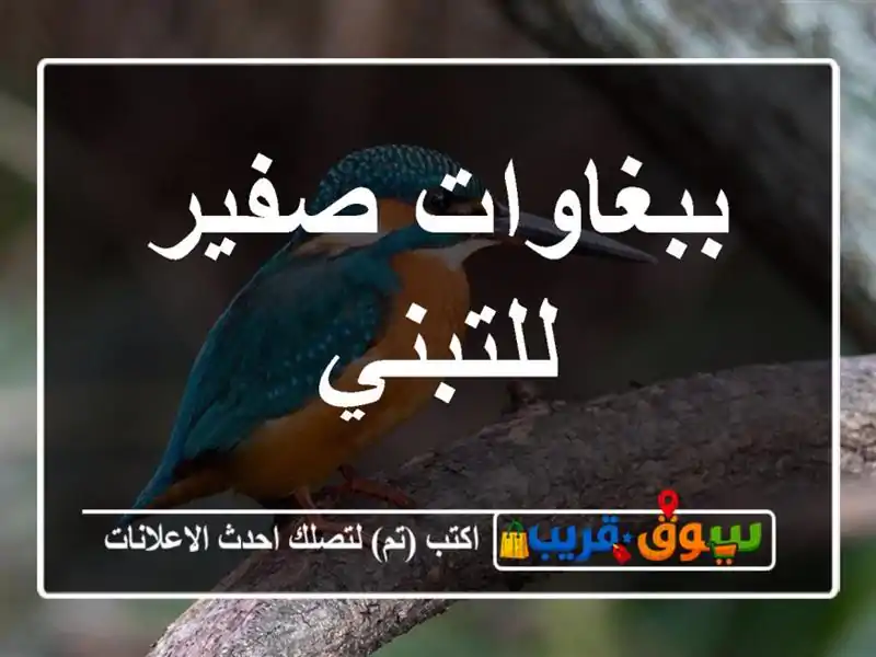 ببغاوات صفير للتبني